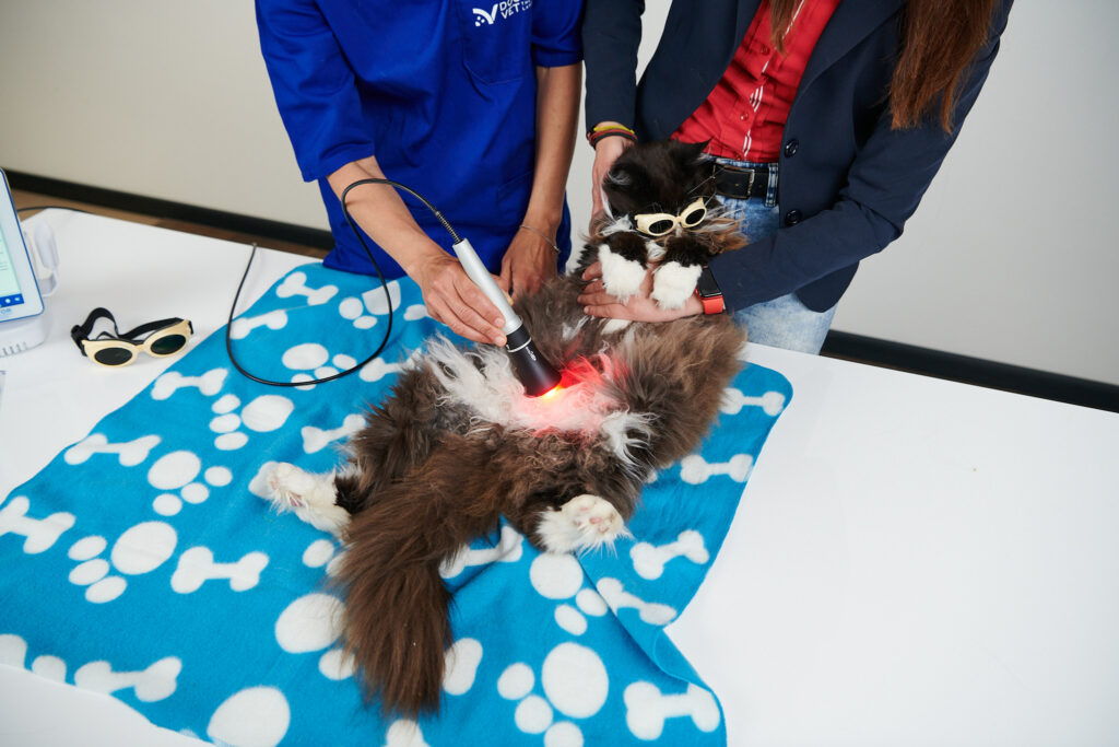 Feline lower urinary tract disease flutd DoctorVet