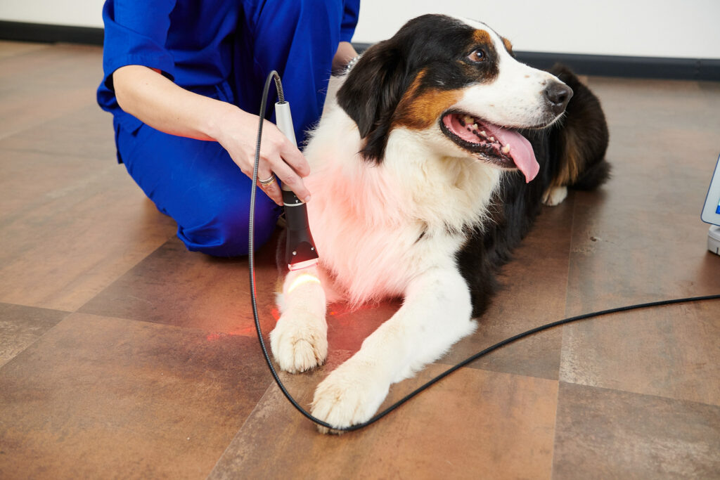 Arthrose du chien – DoctorVet