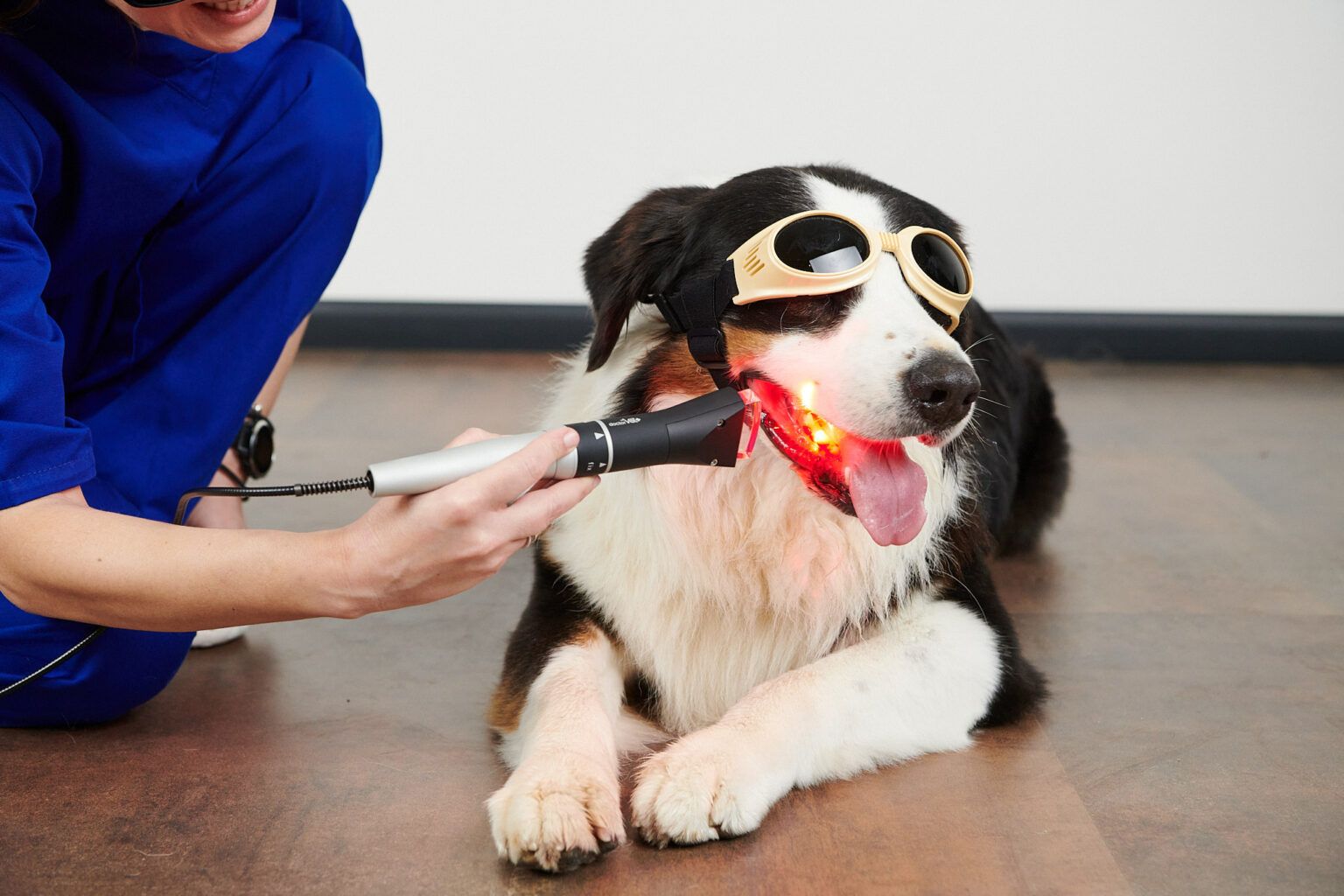 Canine chronic ulcerative stomatitis DoctorVet