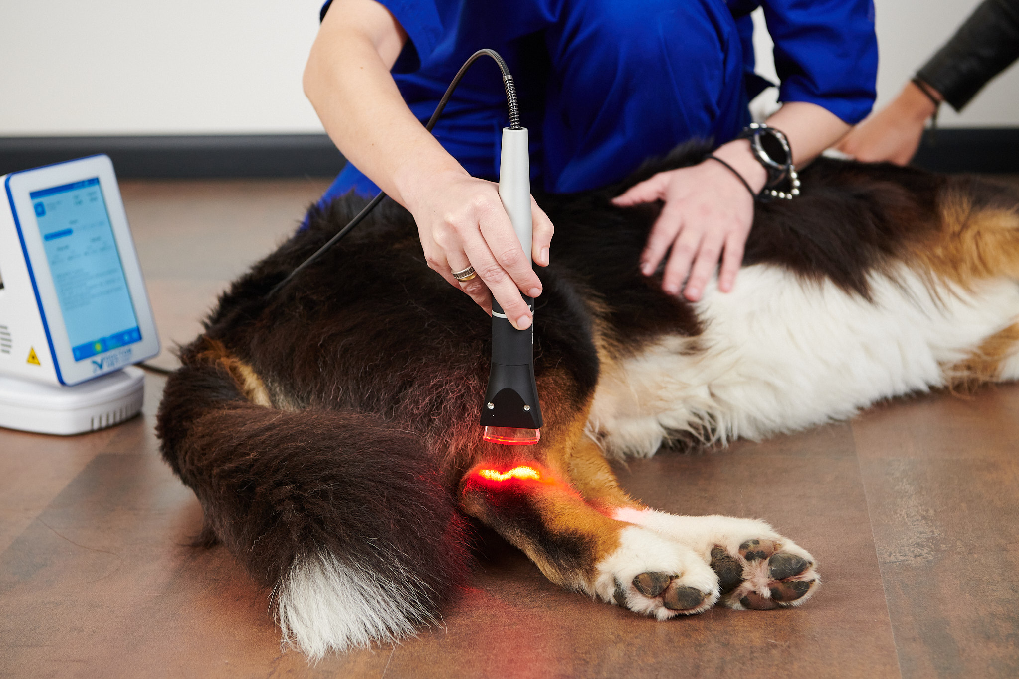 Osteoarthritis in dogs