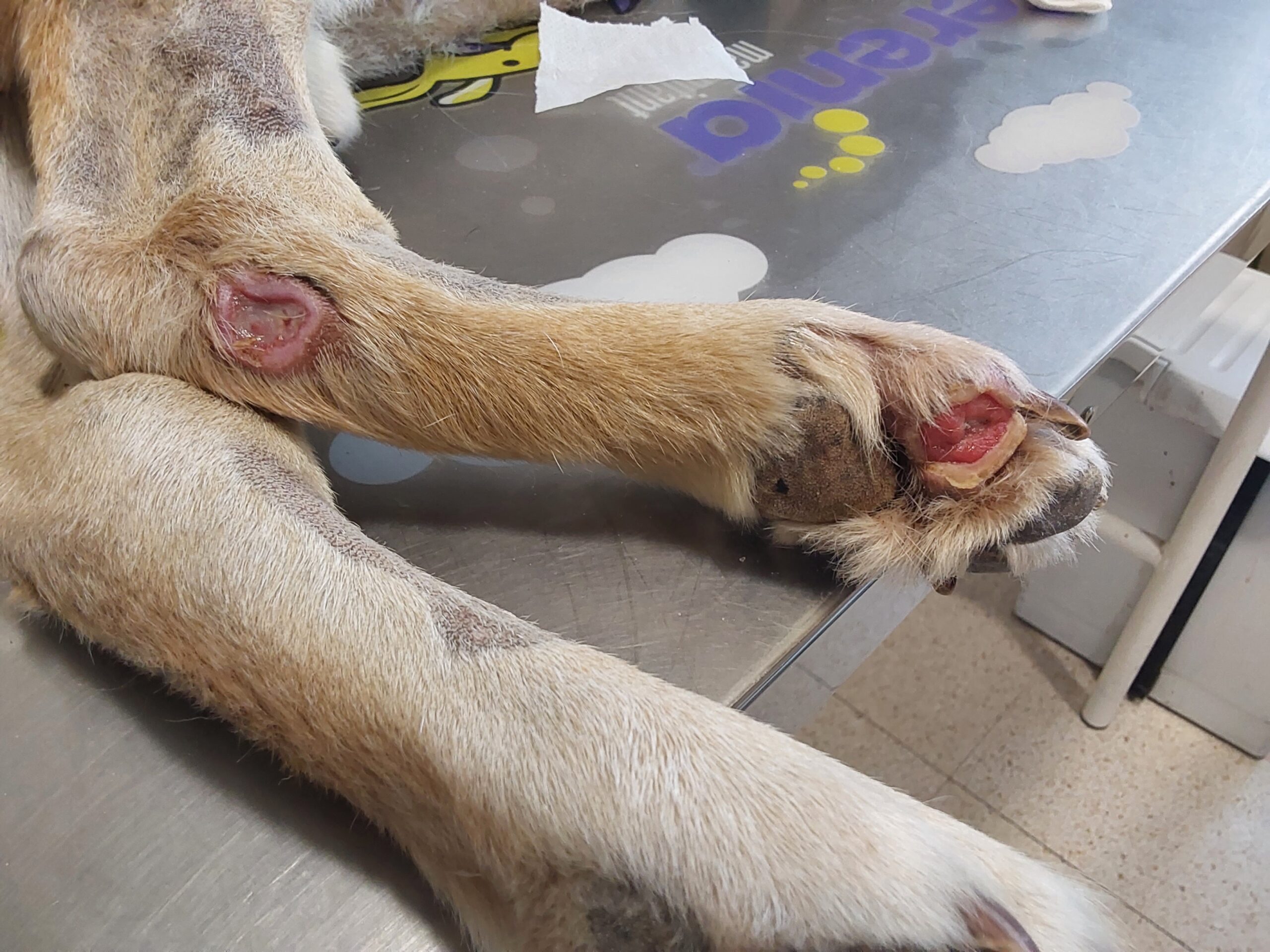 Evolución de herida en tarso y almohadilla tratada con terapia láser